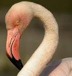 Flamant rose