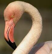 Greater Flamingo