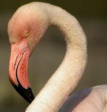 Flamant rose