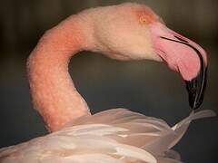 Flamant rose