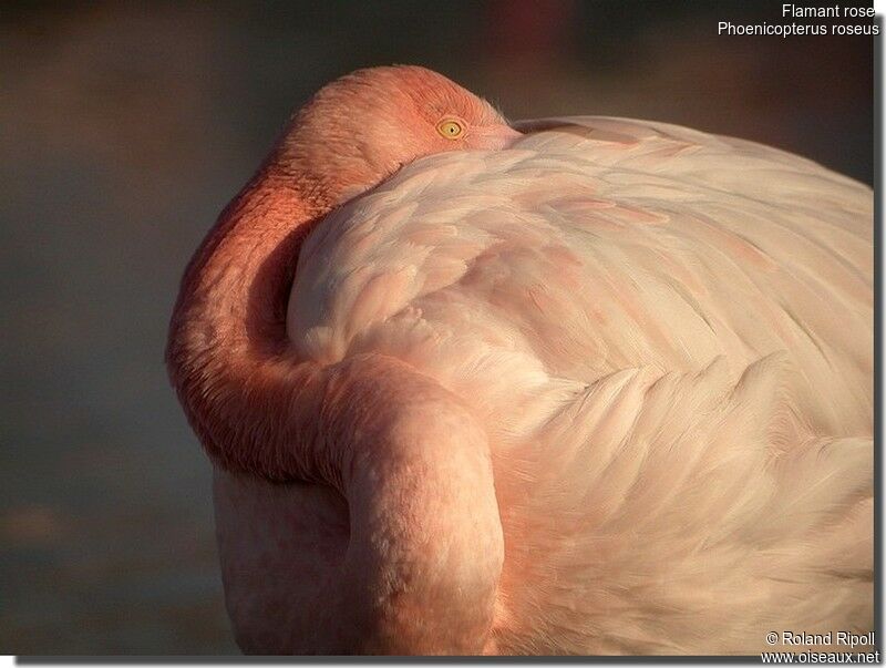 Greater Flamingoadult