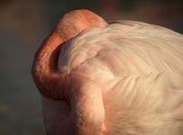 Flamant rose