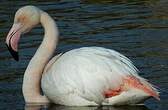 Flamant rose