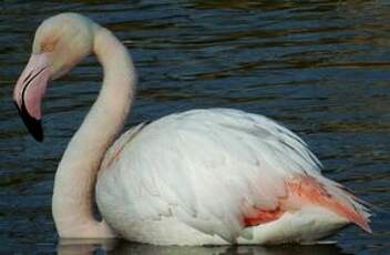 Flamant rose