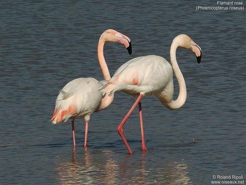 Greater Flamingo