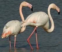 Flamant rose