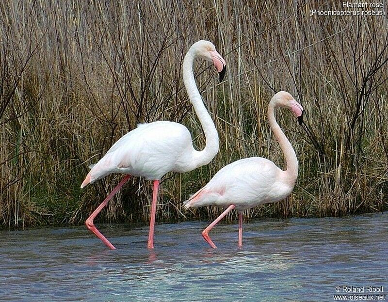 Flamant rose