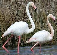 Flamant rose