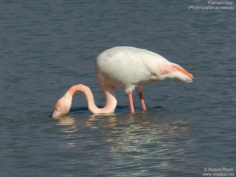 Flamant rose