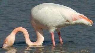 Flamant rose