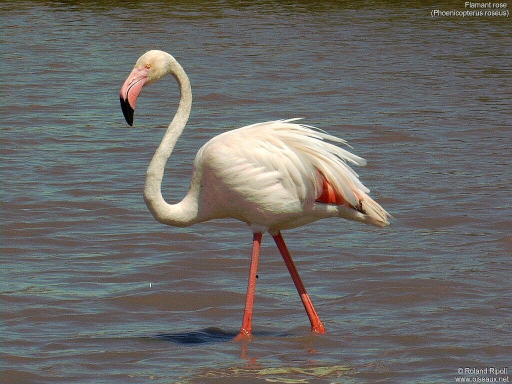 Greater Flamingo