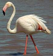 Flamant rose