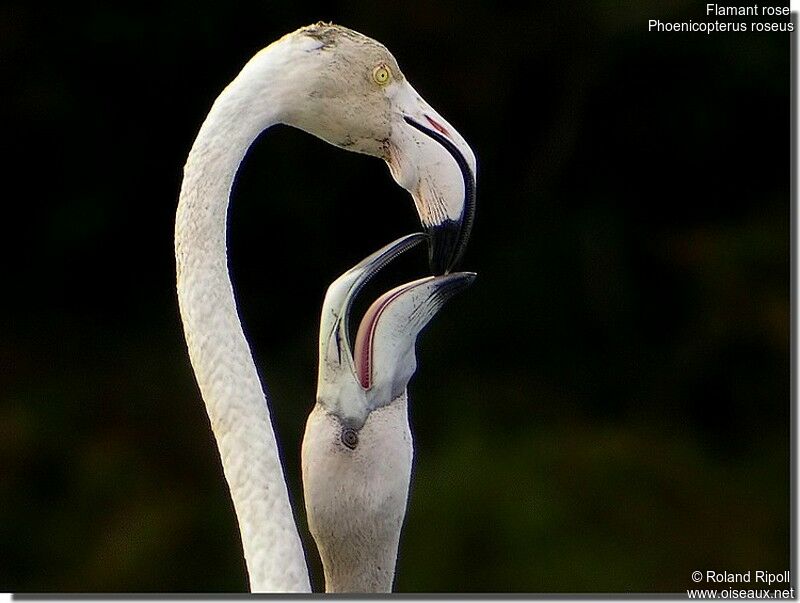 Greater Flamingo adult