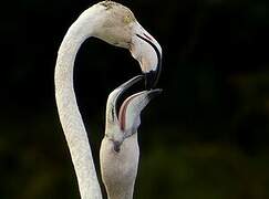 Greater Flamingo