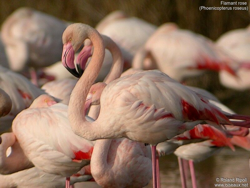 Greater Flamingo