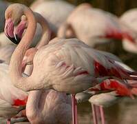 Flamant rose