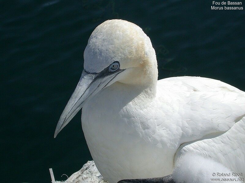 Northern Gannetadult breeding