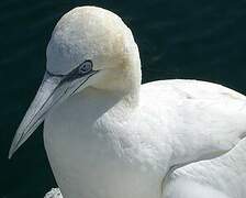 Northern Gannet