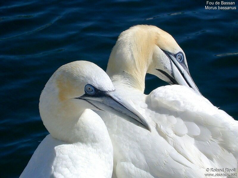 Northern Gannet 