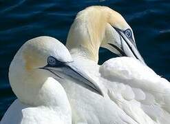 Northern Gannet