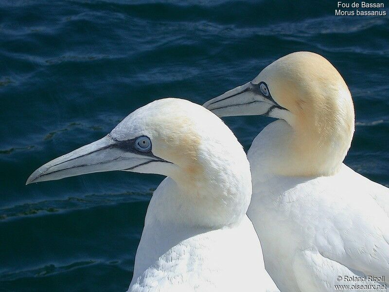 Northern Gannet 