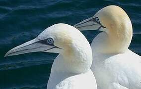 Northern Gannet