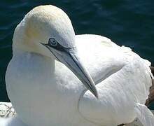 Northern Gannet