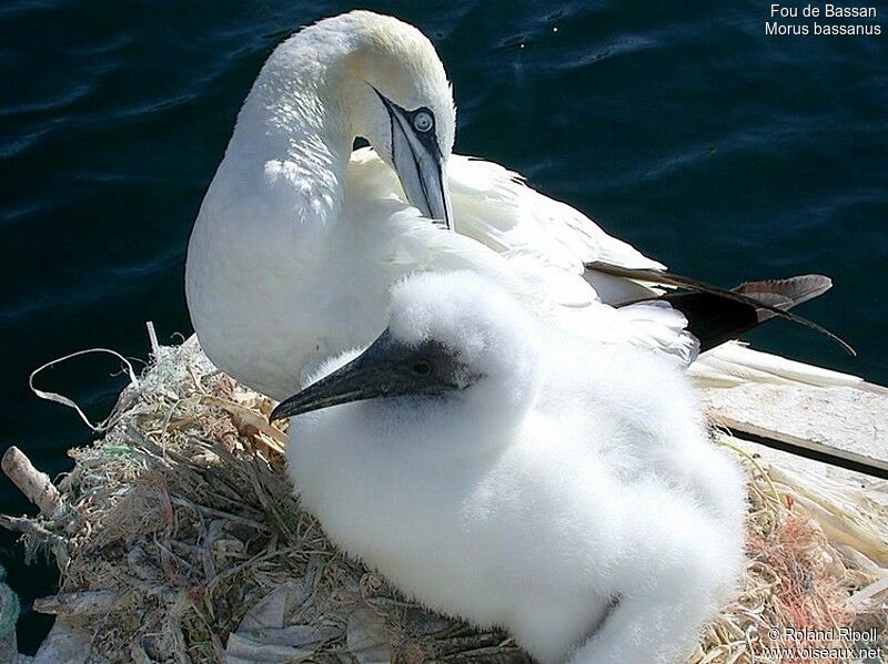 Northern Gannetjuvenile