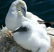 Northern Gannet