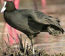 Eurasian Coot