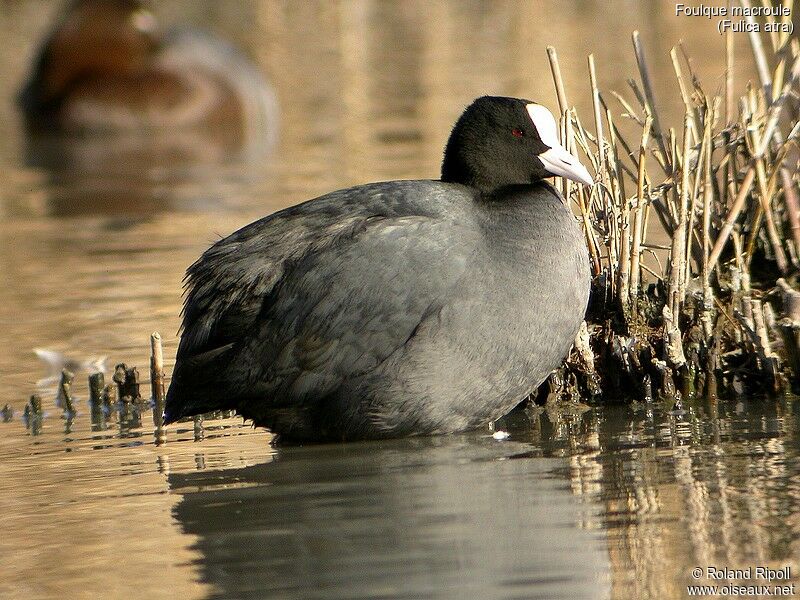 Eurasian Coot