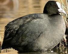 Eurasian Coot