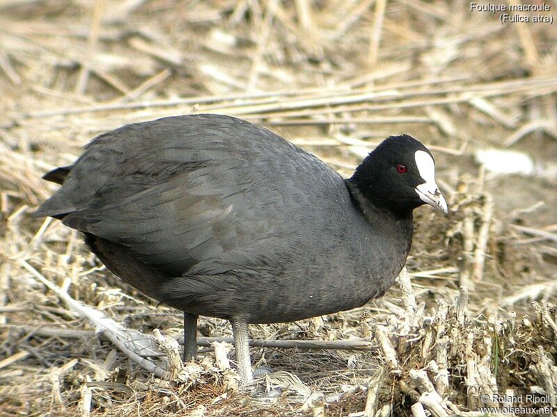 Eurasian Coot