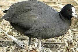 Eurasian Coot