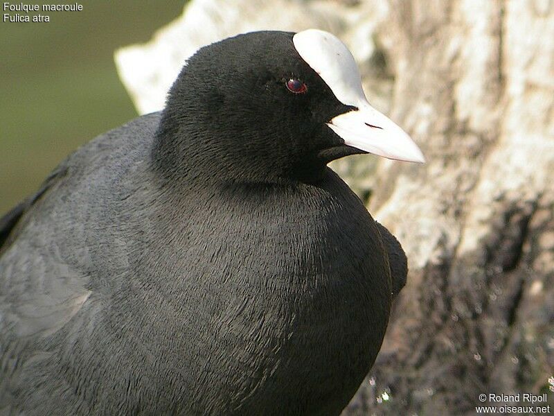 Foulque macrouleadulte