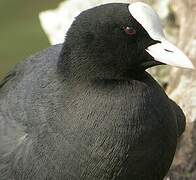 Eurasian Coot