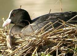 Eurasian Coot