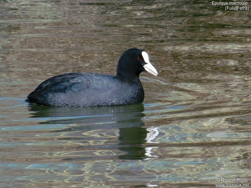 Foulque macroule