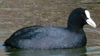 Eurasian Coot