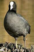 Eurasian Coot