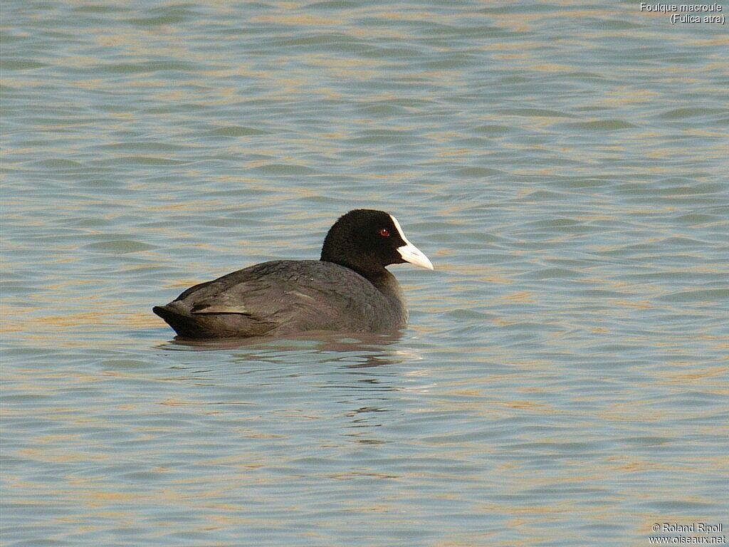 Eurasian Coot