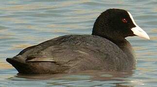 Eurasian Coot