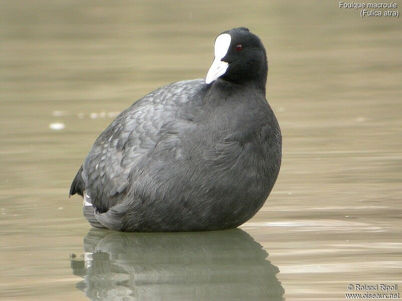 Eurasian Coot