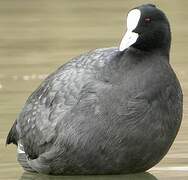 Eurasian Coot