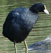 Eurasian Coot