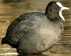 Eurasian Coot