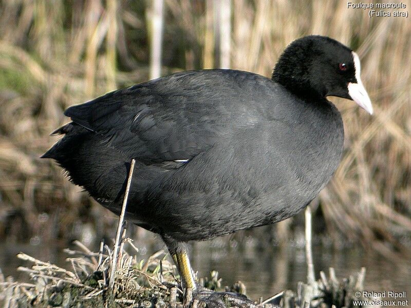 Eurasian Coot