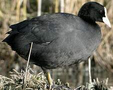 Eurasian Coot