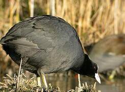 Eurasian Coot