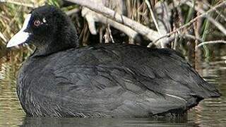 Eurasian Coot